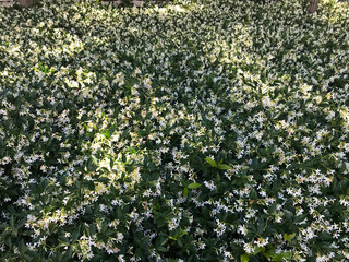 Trachelospermum jasminoides, confederate jasmine, southern jasmine, star jasmine, confederate jessamine, Chinese star jasmine
