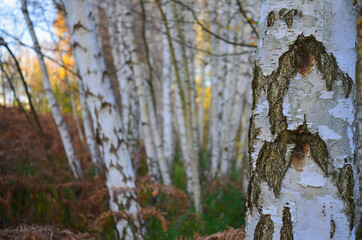 Birke Baumgruppe im Spreewald 