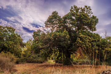 chestnut tree in autumn