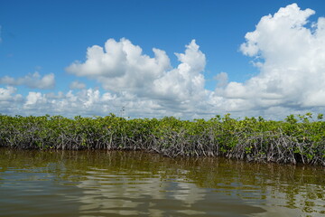 sian ka'an, sian kaan, tulum, natural reserve, lagoon, mexico, quintana roo, sky, animals, birds, sea, caribbean, clouds, cristalline, water, mangroves