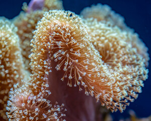 Close-up of white, star-shaped skin polyps of weeping willow, soft corals