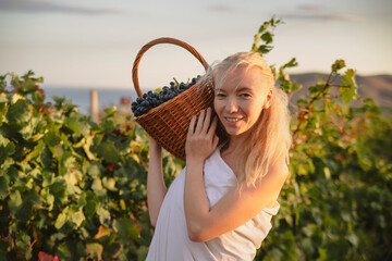 Girl picks grapes in the vineyard