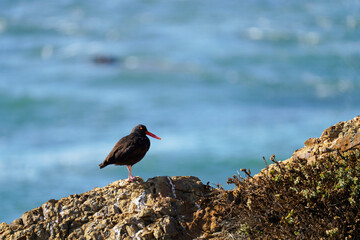 Black Oystercatcher