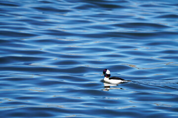 Bufflehead riding the waves