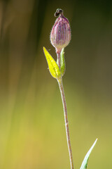 Flower close-up macro