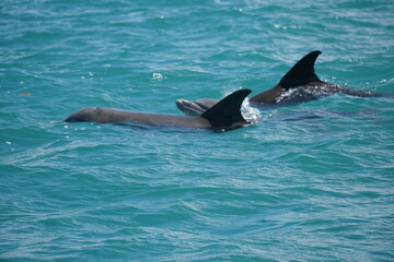 sian ka'an, sian kaan, tulum, natural reserve, lagoon, mexico, quintana roo, sky, animals, birds,...