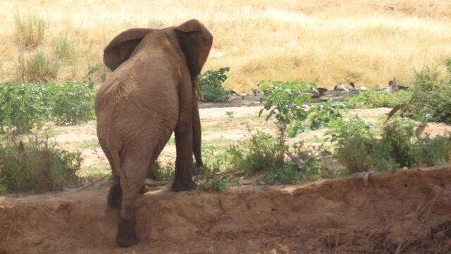 Pan right, elephant gets out of river in Africa