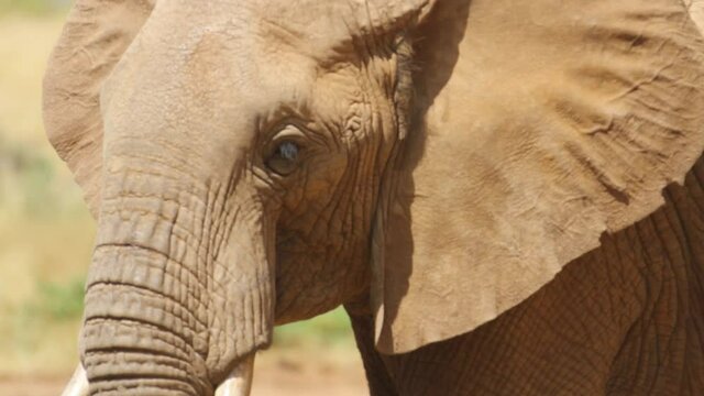 Close up, face of elephant in Africa