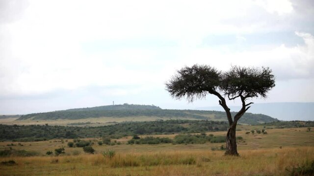 Tree in open African plain, wide