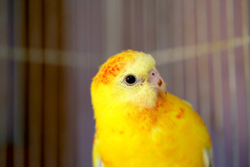 yellow and green parrot