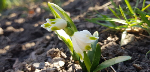 snowdrop flower in spring