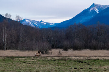 Elk in a Field near Snoqualmie and North Bend, Washington