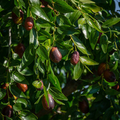 Ripe brown Ziziphus jujuba fruits with leaves on branch Chinese date. Close-up exotic fruits and green leaves of jujube tree. Landscape, fresh wallpaper, nature background concept