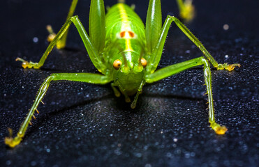 Macro image of a Grass hopper 