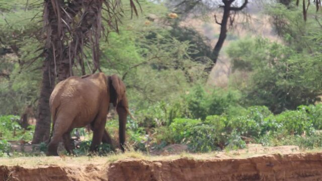 Pan right, elephant walks along riverbank in Africa