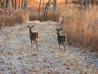 Deer in the forest: Two white-tailed deer does walk on frosty path of brown vegetation in a clearing in the forest at sunrise on a late autumn morning in landscape view
