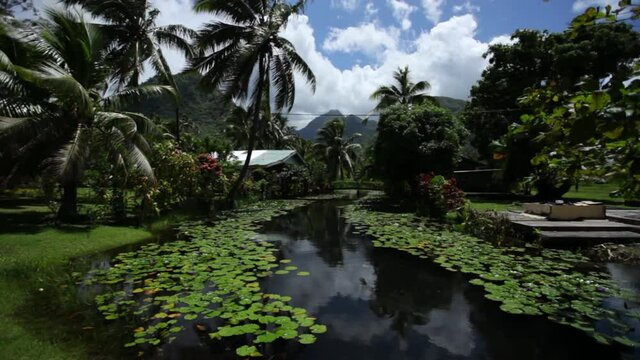 Steady cam river runs through tropical Tahiti landscape