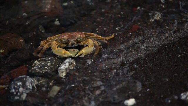 Close up, crab on Tahiti beach