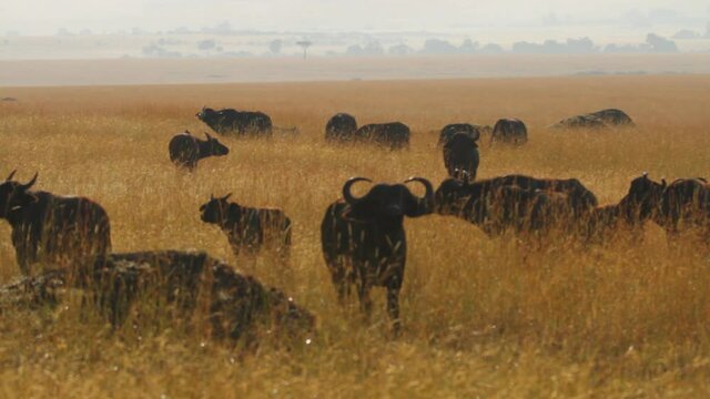 Wide, herd of water buffalo in Africa plains