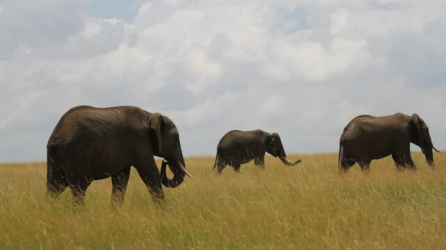 Pan right, three elephants in African plains