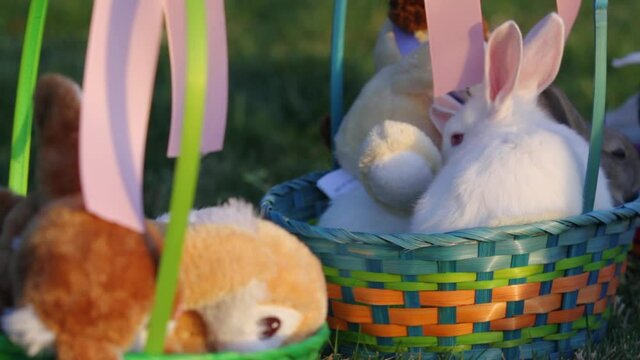 White bunnies in Easter basket, close up