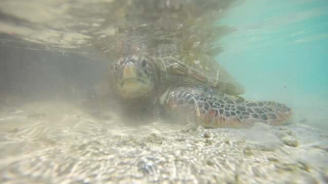 Close up, sea turtle in shallow water