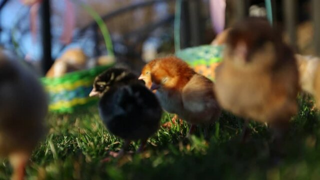 Chicks near Easter baskets, close up