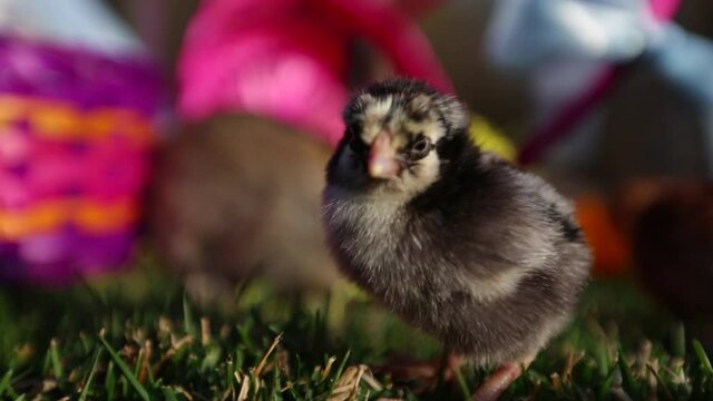 Black chick near Easter baskets, close up