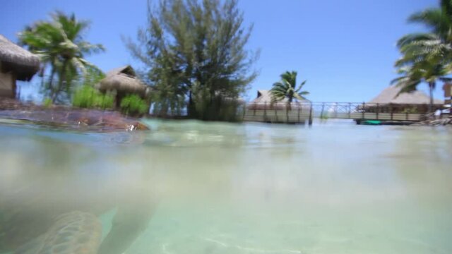POV close up, sea turtle in Tahiti