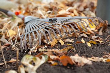 Steel fan rake lying on autumn ground. Near fallen leaves