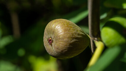 One sweet ripe fruit of common fig Ficus carica grows on tree branch. Close-up exotic fruit.  Nature concept for design