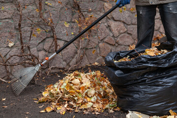 Gardener collects fallen leaves by long rake