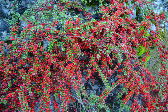 Red cotoneaster fruits on a bush at the foot of the Alpine Mountains in Hallstatt. Austria, Salzkammergut region