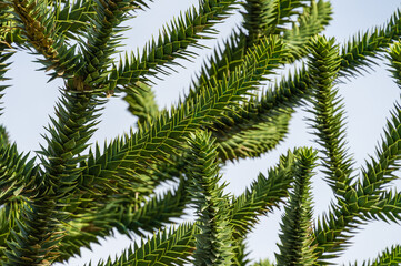 Close-up of spiky green branch Araucaria araucana, monkey puzzle tree, monkey tail tree, or Chilean pine in public landscape city park Krasnodar or 'Galitsky park' in sunny autumn 2020