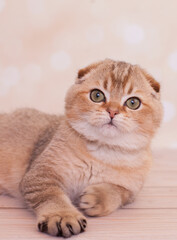 Scottish Fold cat with golden color