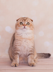 Scottish Fold cat with golden color