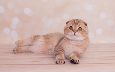 Fototapeta na wymiar Scottish Fold cat with golden color