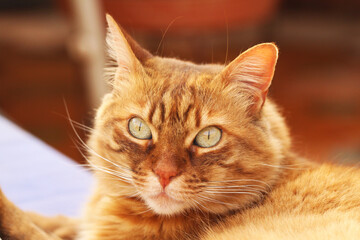 Cat chilling on the roof