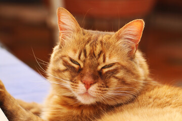 Cat chilling on the roof