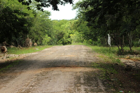 Camino de una carretera en medio de &aacute;rboles y plantas color verde 