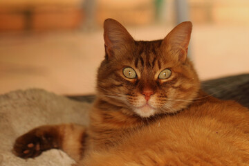 Cat chilling on the roof