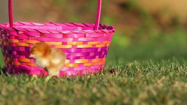 Chick chirps by Easter basket, close up