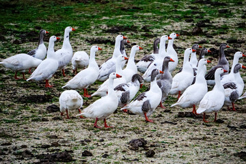 Red-billed geese in the water of a lagoon in Extremadura