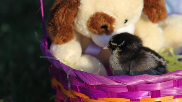 Close up, baby chick in Easter basket