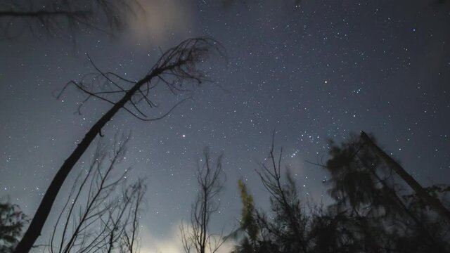 4k Timelapse of Star trails with trees in Talakona, Tirupati, Andhra Pradesh 