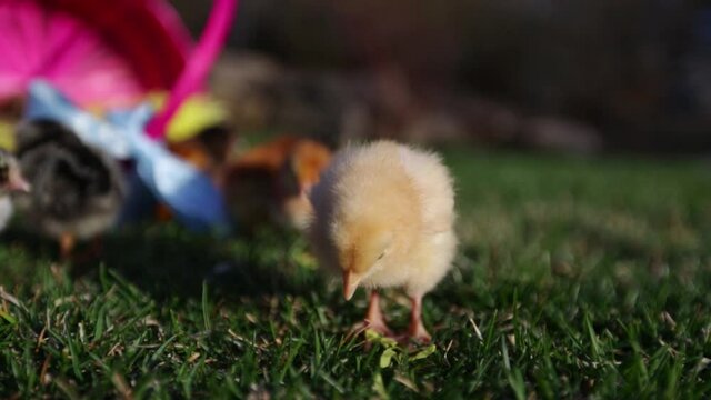 Close up, yellow chick near Easter baskets
