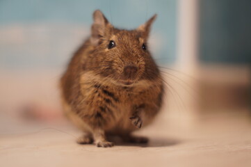 domestoc rodent octogon degus