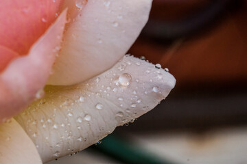 water drops on a rose