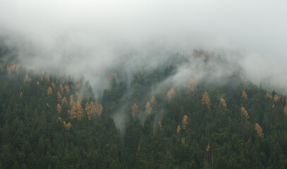 Fog over the forest in the mountains, South Tyrol, Italy 