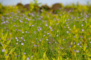Blue flowers of common flax field, also called Linum usitatissimum, linseed or flachs